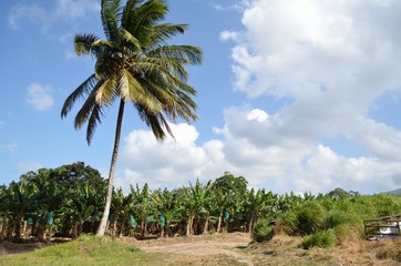 Beach, Martinique, French West Indies