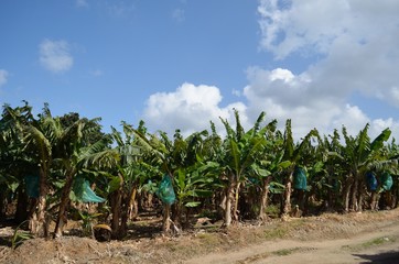 Banana Plantation, Martinique