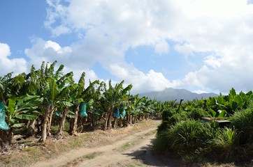 Banana Plantation, Martinique