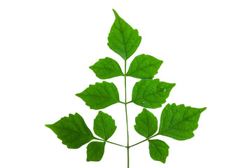 Green leaves on a white background.