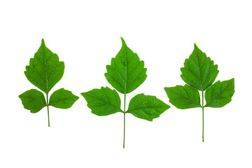 Green leaves on a white background.