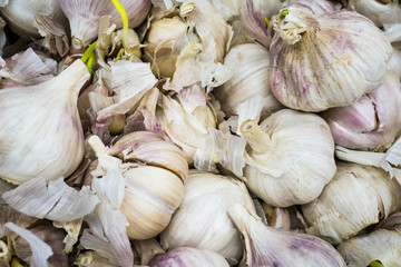 Obraz premium Close up Garlic bulb
