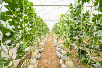 Melon farm plantation