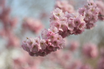 sakura blossom branch