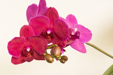 Orchidaceae, orchidee, orchideen
