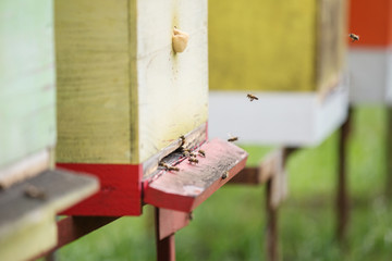 Honey bees enter the hives
