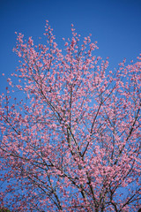 Wild Himalayan Cherry Cherry Blossom Thailand in Chiang Mai.