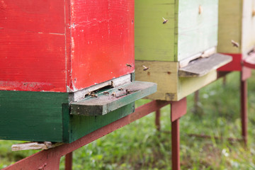 Honey bees enter the hives