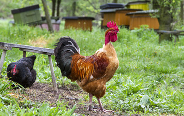 red cock with a bare neck.  rooster on grass