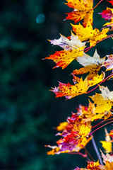 Close up of light shining through yellow red leaves.