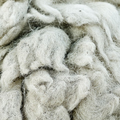 wool sheep background texture,is raw material.