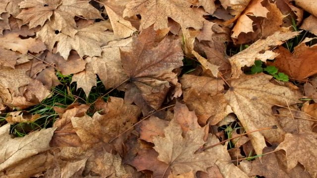 caduta foglie stagione autunnale