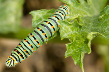 A closeup of a beautiful Machaon caterpillar