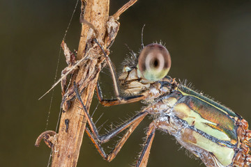 A closeup of a beautiful damselfly