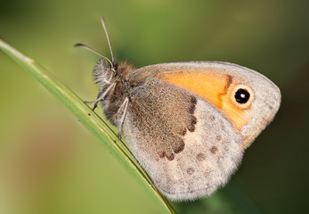 A closeup of a beautiful butterfly