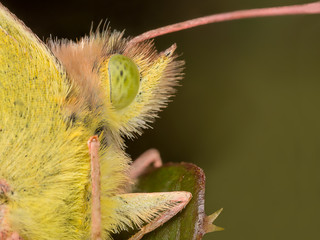 A closeup of a beautiful butterfly