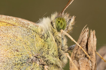 A closeup of a beautiful butterfly