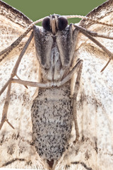 A closeup of a beautiful moth