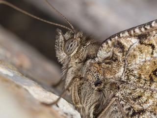 A closeup of a beautiful butterfly
