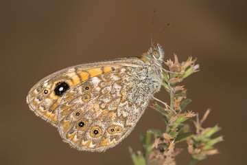 A closeup of a beautiful butterfly