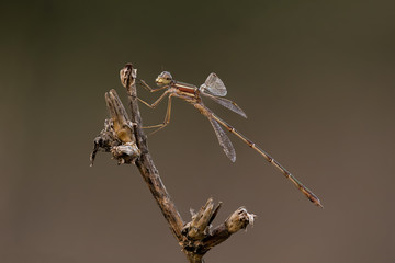 A closeup of a beautiful damselfly