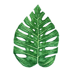 Hand drawn watercolor tropical monstera leaf isolated on the white background