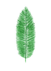 Hand drawn watercolor tropical palm leaf isolated on the white background