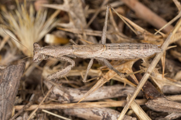 A close-up portrait of a mantis