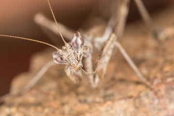 A close-up portrait of a mantis
