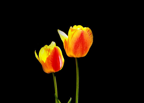 Two yellow Tulip flowers against black background