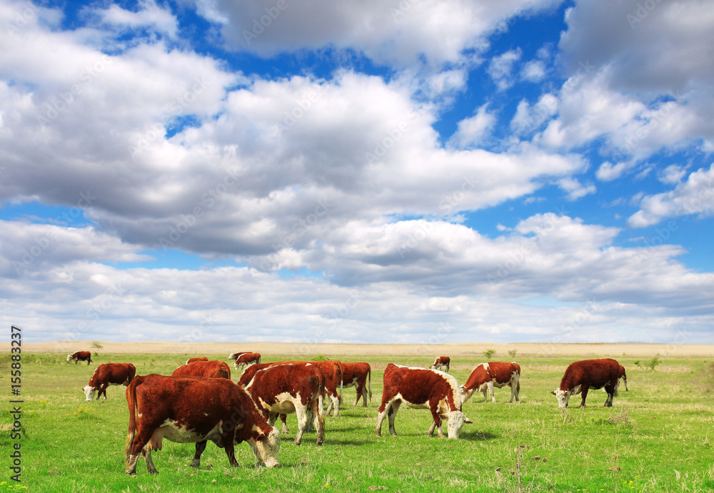 Poster cows grazing on pasture