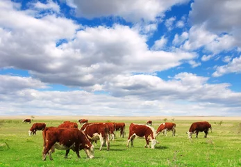 Printed kitchen splashbacks Cow Cows grazing on pasture