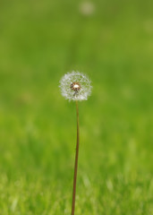 Spring dandelion on green natural background