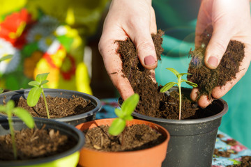 Naklejka premium Gardening with plants dirt and pots