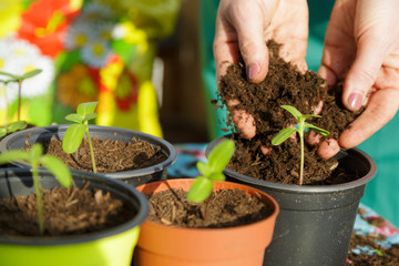 Gardening with plants dirt and pots
