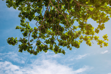 The top of the sky tree