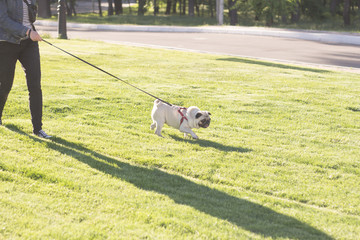 Naklejka na ściany i meble Young woman having good time with pug on the green grass, pretty girl with dog play in the park during sunset or sunrise 