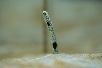 上を向くチンアナゴ