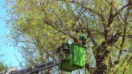 MOSCOW, RUSSIA - May 18, 2017: Workers remove dry branches from trees in Gorky Park. FHD video