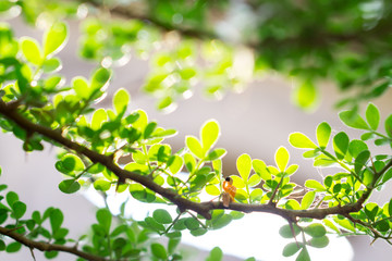 Miniature people woman sitting on green nature plant
