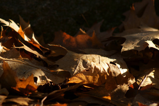 Blatt im Herbst dig_0333