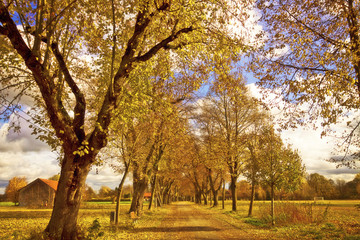 Fototapeta na wymiar Rural Bavaria, autumn alley flanked by high trees with golden leaves