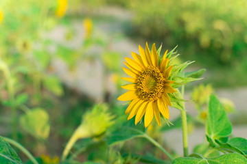 Sunflower under the sunlight for nature concept.