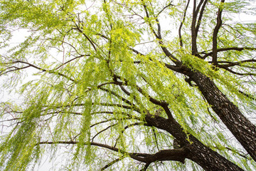 Green leaves and branches of tree on white background