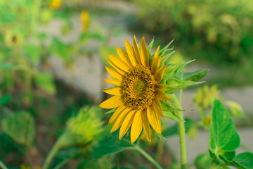 Sunflower under the sunlight for nature concept.