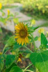 Sunflower under the sunlight for nature concept.