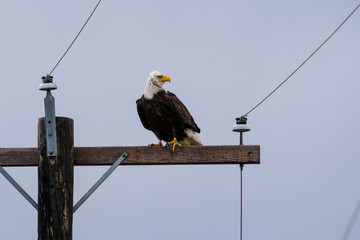 Fototapeta premium Bald eagle sits on an electric pole.