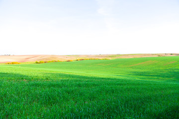 Green Field and Beautiful Sunset
