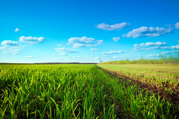 Green Field and Beautiful Sunset