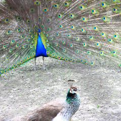 Obraz premium Peacock male seduces a peacock of a female by feathers on tail